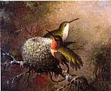 Martin Johnson Heade Canvas Paintings - Two Ruby Throats by their Nest
